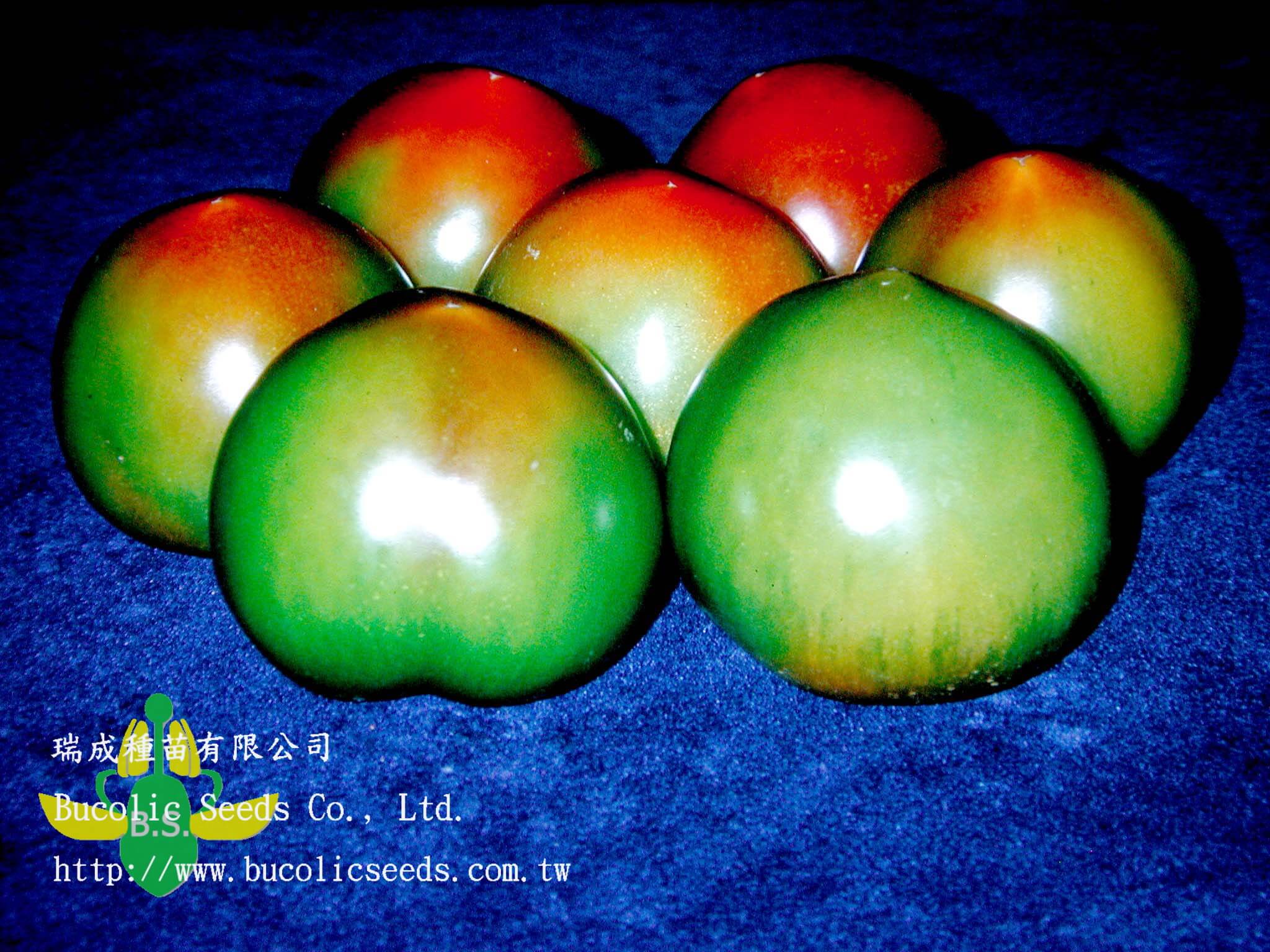 Green Shoulder Tomato 9903 - Green Shoulder Tomato 9903
